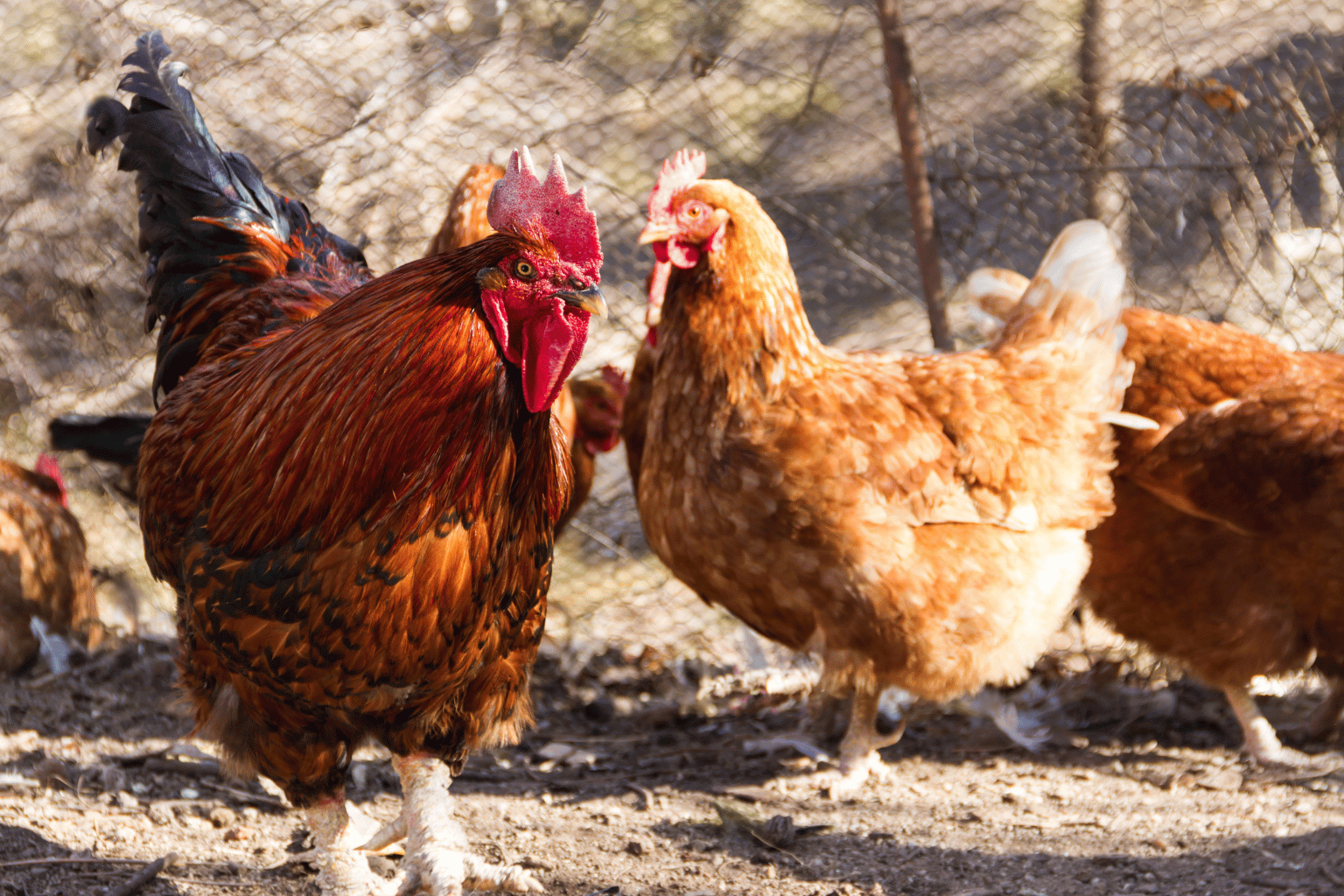 poultry Feed Suppliers in India (3)