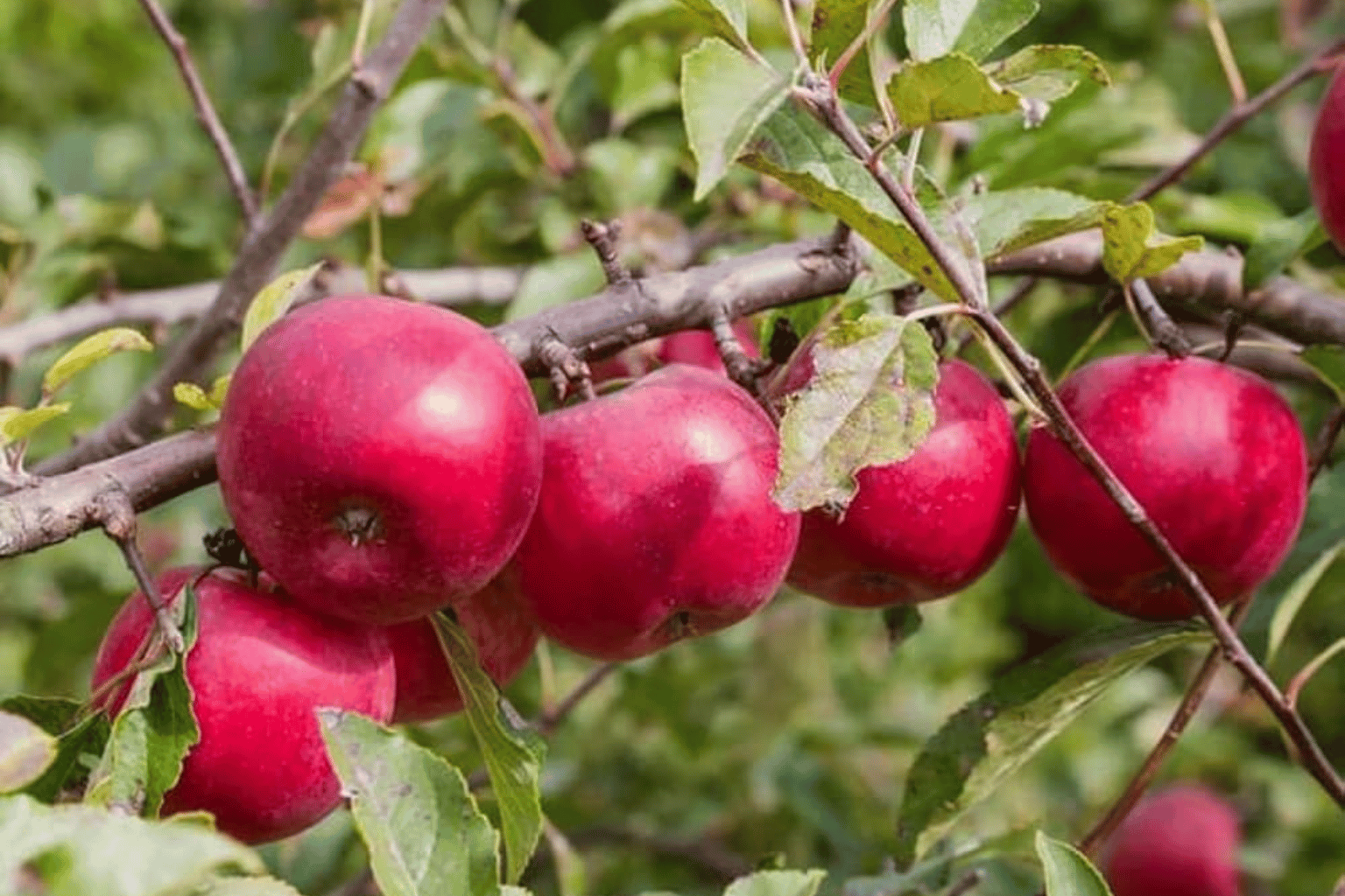 Apple Wholesale Suppliers in India (5)