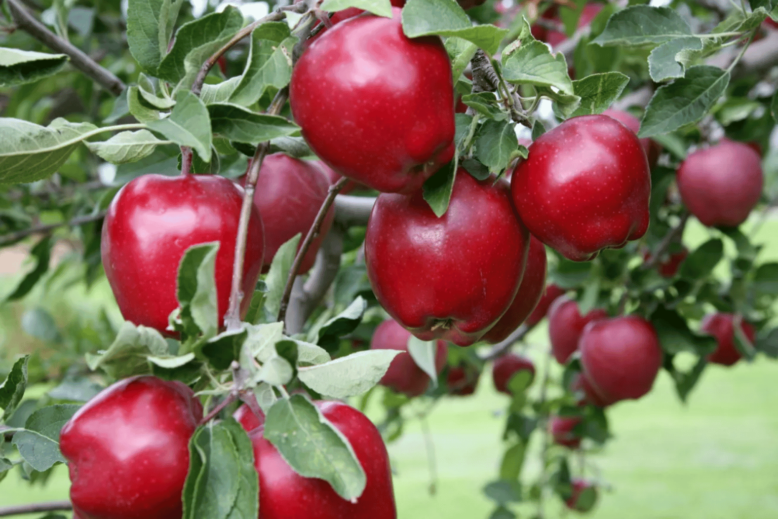 Apple Wholesale Suppliers in India (6)