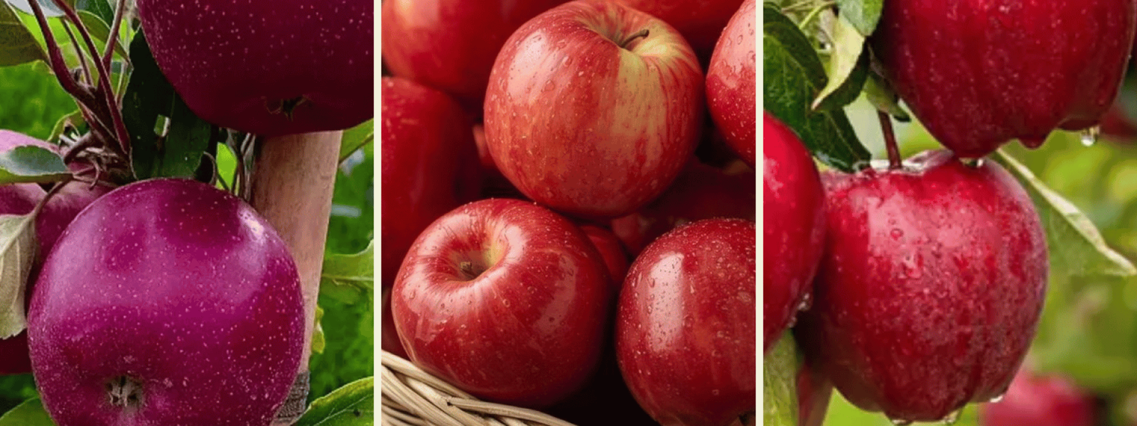 Apple Wholesale Suppliers in India