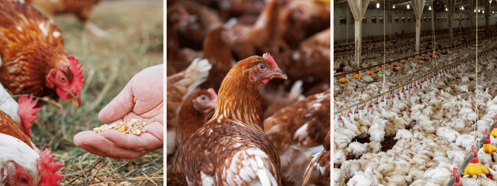 Poultry Feed Manufacturers in India